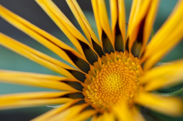 Gazania macro